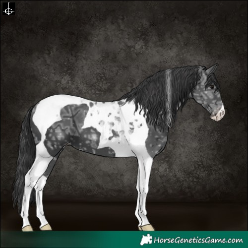 Horse Color:Black Ice Tobiano Varnish 