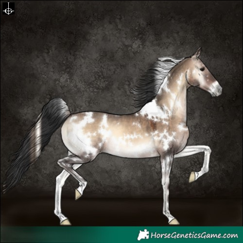 Horse Color:White Spotted Brown Onyx 
