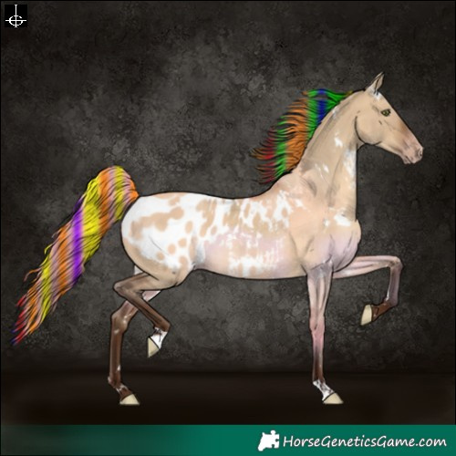 Horse Color:Gray Painted White Spotted Amber Champagne Dun Appaloosa 