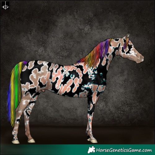 Horse Color:Painted White Spotted Classic Champagne Appaloosa 
