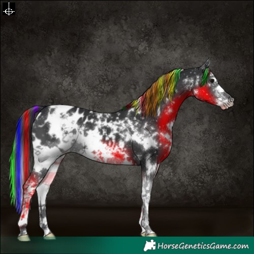 Horse Color:Painted White Spotted Black Sabino Appaloosa 