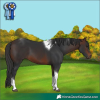 Horse Color:Brown Tobiano