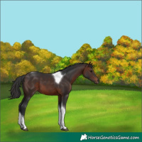 Horse Color:Brown Tobiano 