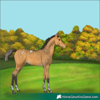 Horse Color:Buckskin Tobiano Appaloosa 