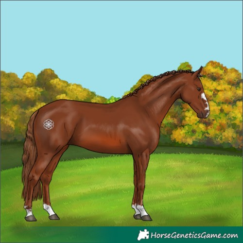 Horse Color:Chestnut 