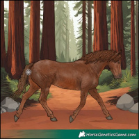 Horse Color:Chestnut 