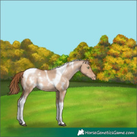 Horse Color:White Spotted Brown Pearl Dun Tobiano Rabicano