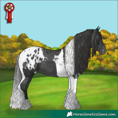 Horse Color:Black Tobiano Appaloosa 
