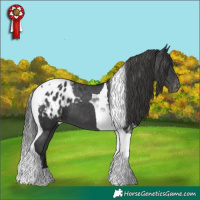 Horse Color:Black Tobiano Appaloosa 