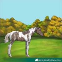 Horse Color:White Spotted Silver Black Tobiano 