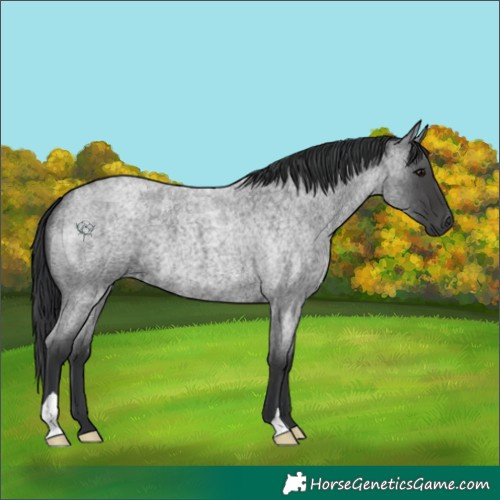 Horse Color:Blue Roan 