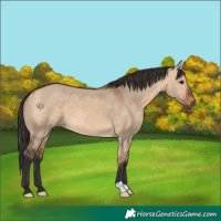 Horse Color:Bay Dun