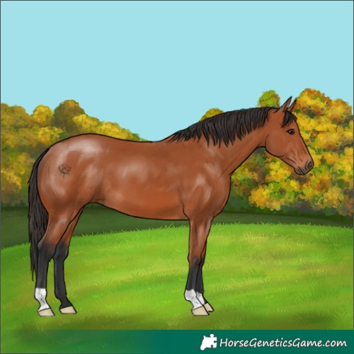 Horse Color:Bay 