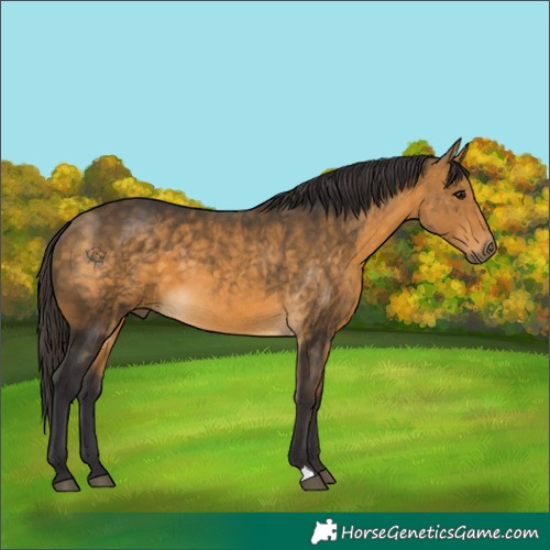 Horse Color:Buckskin 