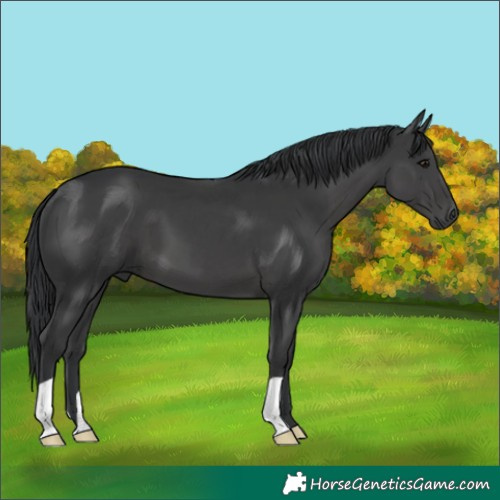 Horse Color:Black 