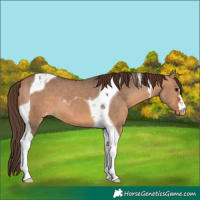 Horse Color:Bay Dun Tobiano Appaloosa 