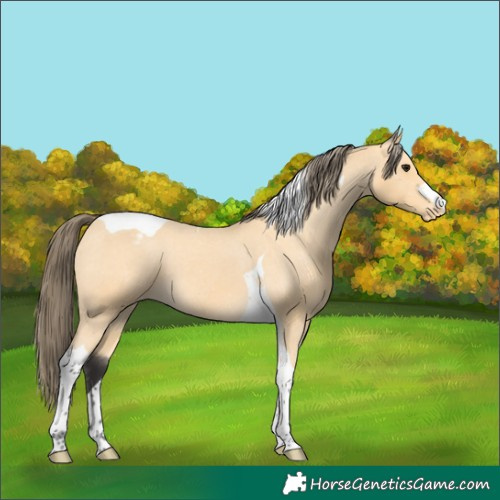 Horse Color:Buckskin Tobiano Appaloosa 