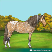 Horse Color:Buckskin Tobiano Blanket 