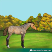 Horse Color:Buckskin Roan Appaloosa 