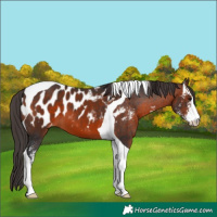 Horse Color:Brown Sabino Tobiano Appaloosa 