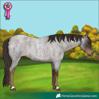 Horse Color:Liver Red Roan 