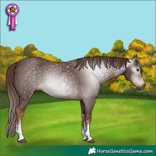 Horse Color:Gray Chestnut Sabino 