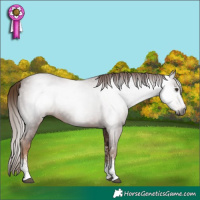 Horse Color:Gray Chestnut Sabino 