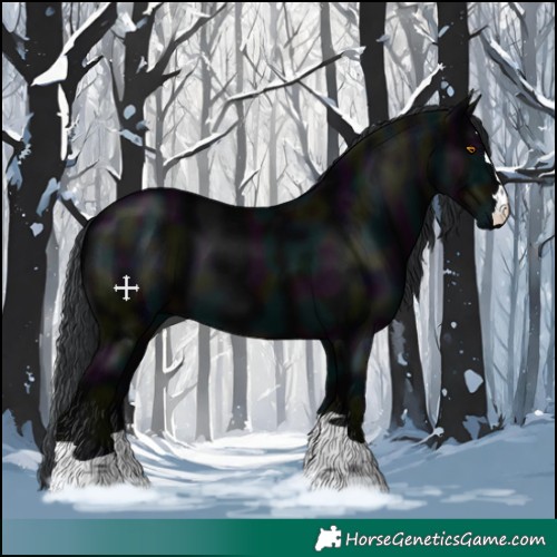Horse Color:Midnight Black 