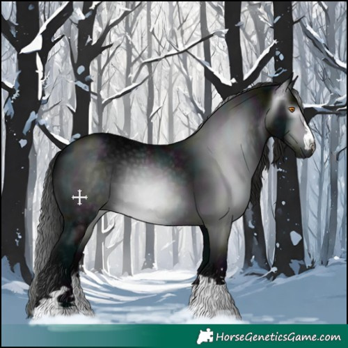 Horse Color:Gray Midnight Black 