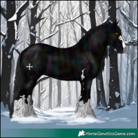 Horse Color:Gray Midnight Black 
