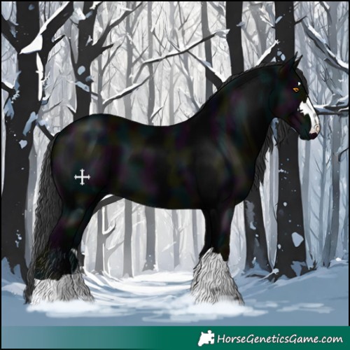 Horse Color:Midnight Black 