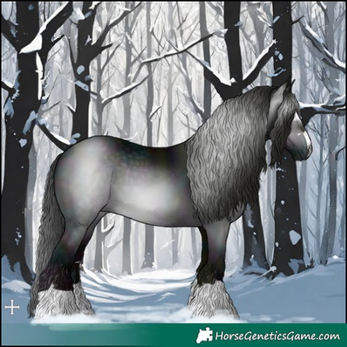 Horse Color:Gray Midnight Black 