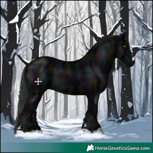 Horse Color:Midnight Black 