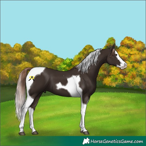 Horse Color:Liver Chestnut Splash Tobiano 