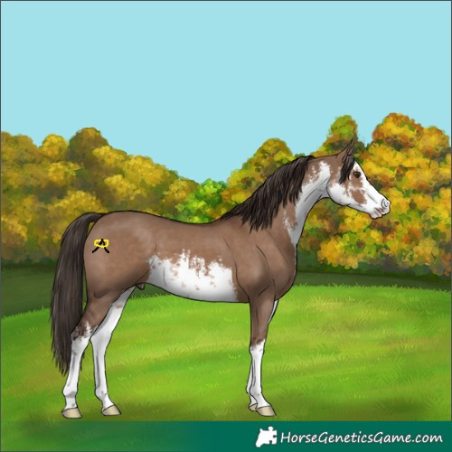 Horse Color:White Spotted Liver Red Dun 