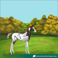Horse Color:Liver Chestnut Splash Tobiano Blanket 