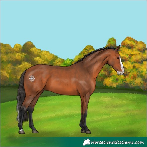 Horse Color:Bay Splash 