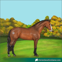 Horse Color:Bay Splash 