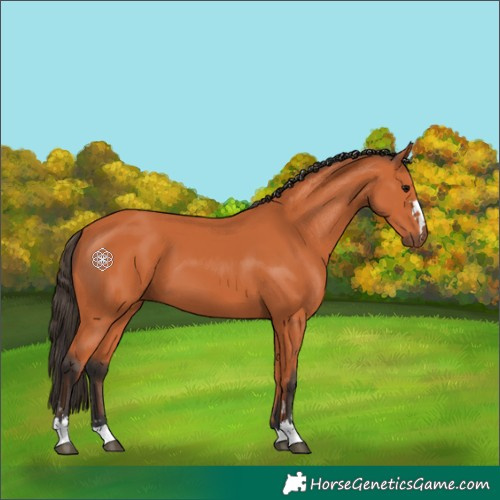 Horse Color:Bay 