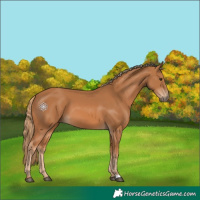 Horse Color:Chestnut 