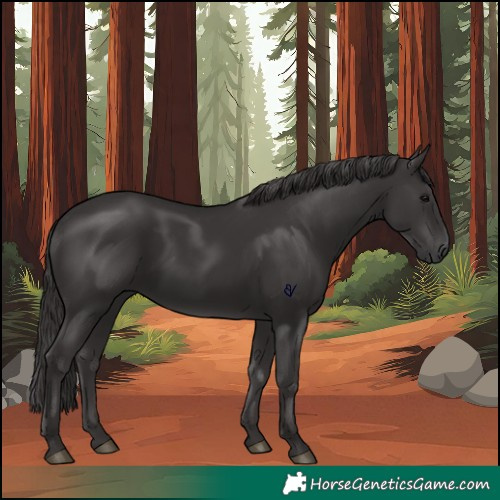 Horse Color:White Spotted Smoky Black 