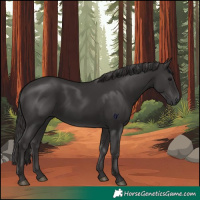 Horse Color:White Spotted Smoky Black