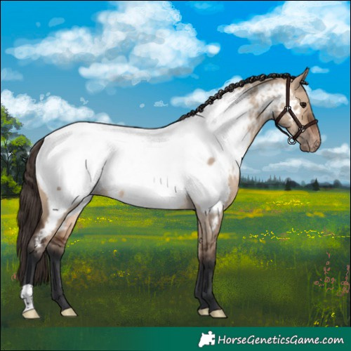 Horse Color:Brown Dun Appaloosa Rabicano 
