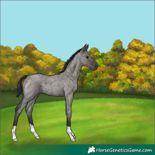 Horse Color:Grullo Roan