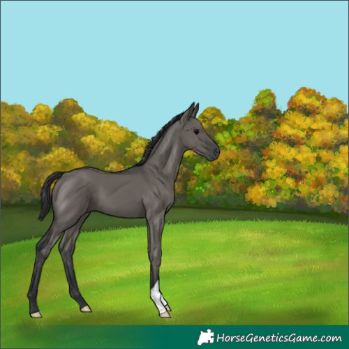 Horse Color:Grullo 
