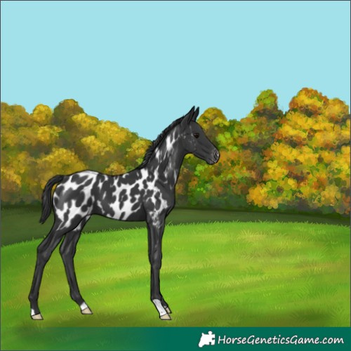Horse Color:Black Near Leopard 
