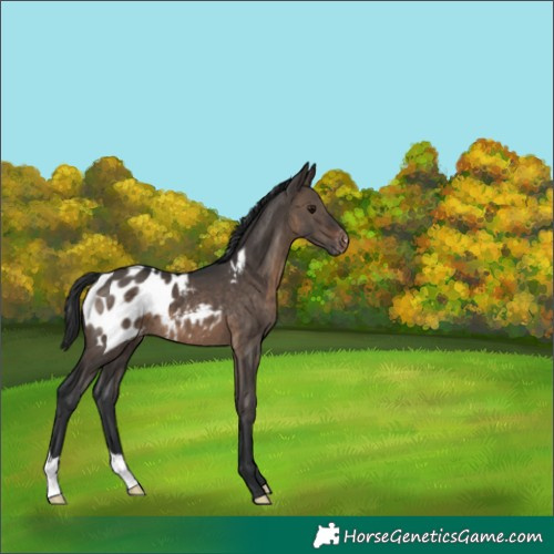 Horse Color:Brown Dun Appaloosa