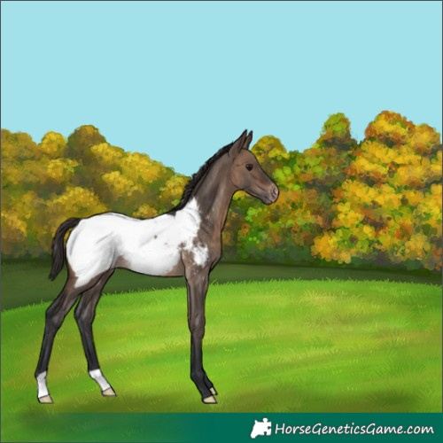 Horse Color:Brown Dun Near Fewspot Rabicano 