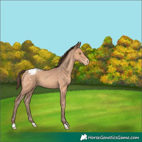 Horse Color:Amber Champagne Snowcap 