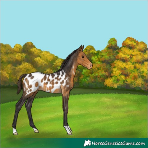 Horse Color:Buckskin Blanket 